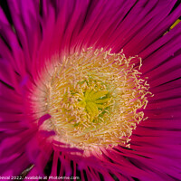 Buy canvas prints of Wild beach purple flower by Angelo DeVal