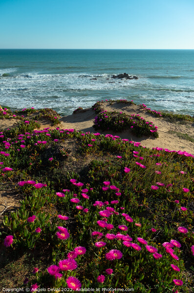Gale Beach Cliff Flowers and Sea Picture Board by Angelo DeVal