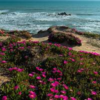 Buy canvas prints of Gale Beach Cliff Flowers and Sea by Angelo DeVal