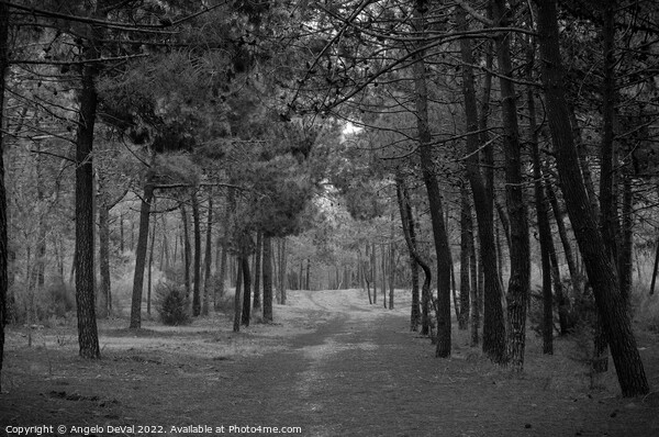 Forest of Monte Gordo in Monochrome Picture Board by Angelo DeVal