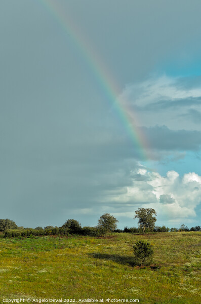 Over the Rainbow in Alentejo Fields Picture Board by Angelo DeVal