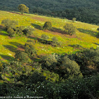 Buy canvas prints of Hill of Trees in Alentejo by Angelo DeVal