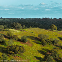 Buy canvas prints of Afternoon in the green fields of Alentejo by Angelo DeVal