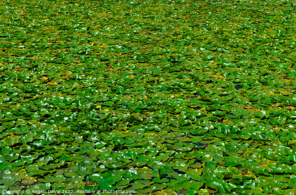 Water Lillies in Mira River Picture Board by Angelo DeVal