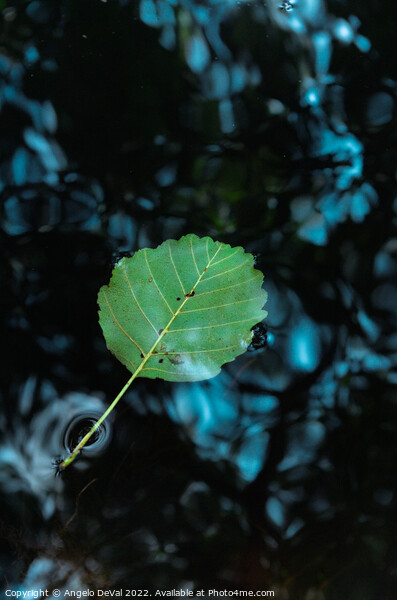 Single Leaf Floating on Pond Picture Board by Angelo DeVal