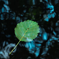 Buy canvas prints of Single Leaf Floating on Pond by Angelo DeVal