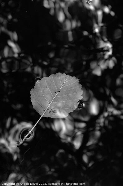 Single Leaf Floating on Pond in Monochrome Picture Board by Angelo DeVal