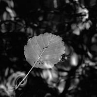 Buy canvas prints of Single Leaf Floating on Pond in Monochrome by Angelo DeVal