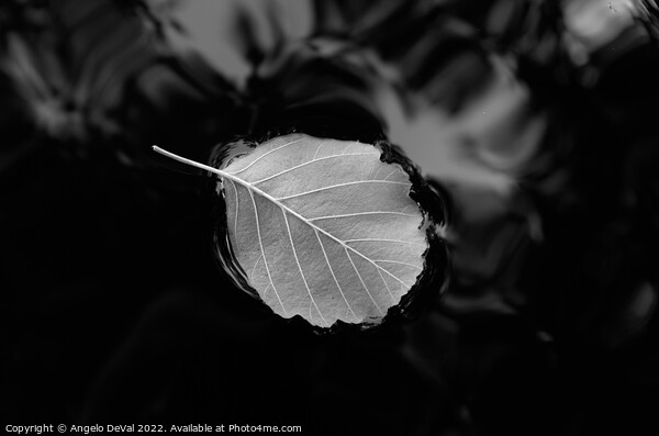 Relaxing Leaf on Pond in Monochrome Picture Board by Angelo DeVal
