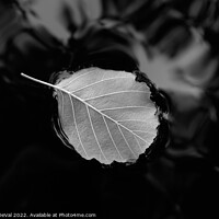 Buy canvas prints of Relaxing Leaf on Pond in Monochrome by Angelo DeVal