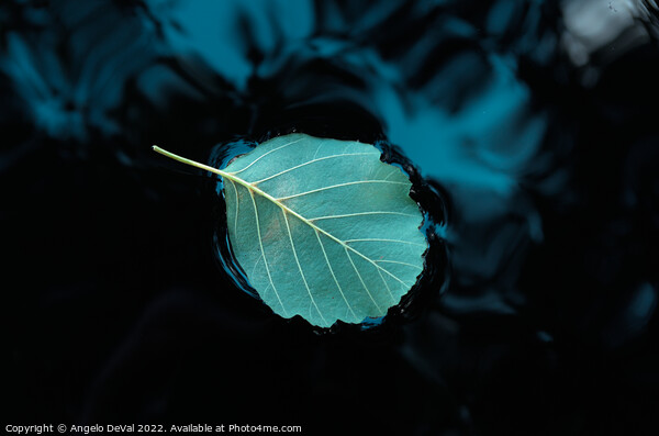 Relaxing Leaf on Pond Picture Board by Angelo DeVal