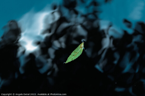 Leaf on Dark Pond Picture Board by Angelo DeVal