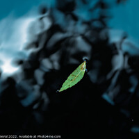 Buy canvas prints of Leaf on Dark Pond by Angelo DeVal