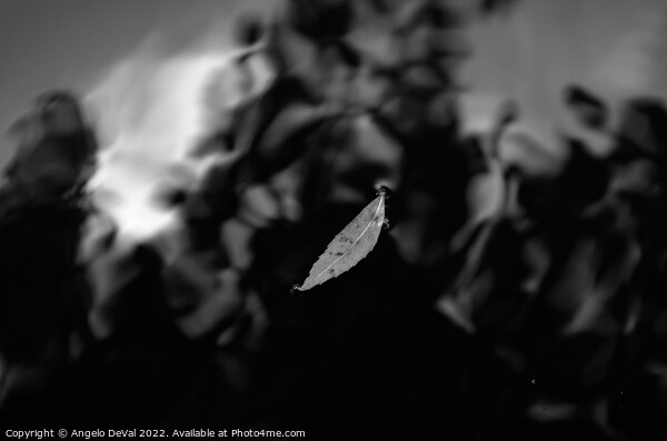 Leaf on Dark Pond in Monochrome Picture Board by Angelo DeVal