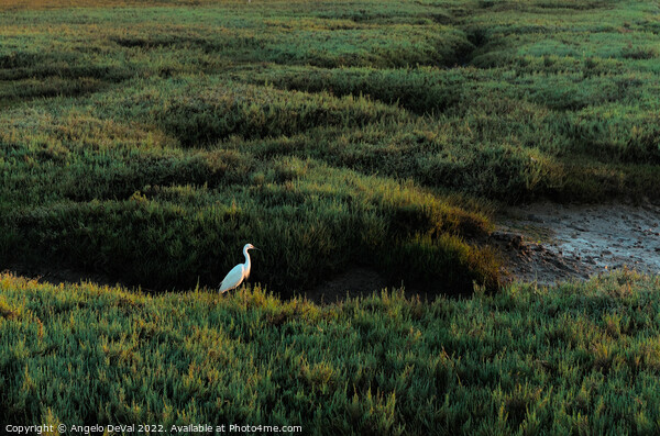 White Heron in Low Tide Ria Formosa Picture Board by Angelo DeVal