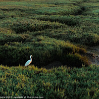 Buy canvas prints of White Heron in Low Tide Ria Formosa by Angelo DeVal