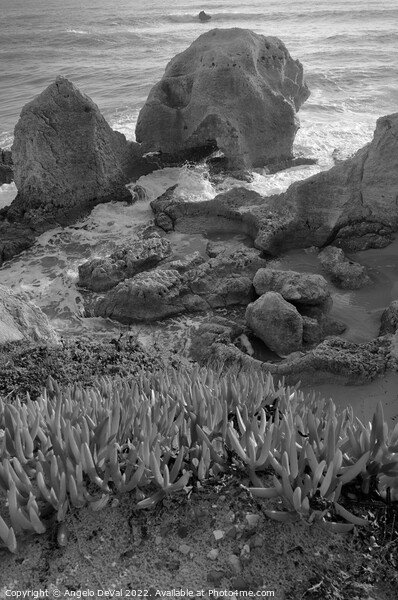 Nature of Gale Beach in Monochrome Picture Board by Angelo DeVal