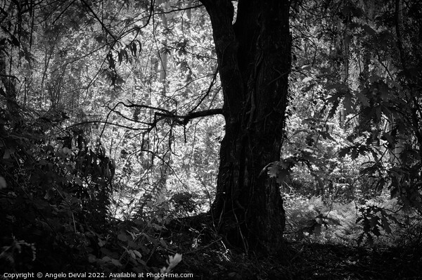 Mystery Forest in Lousa - Monochrome Picture Board by Angelo DeVal