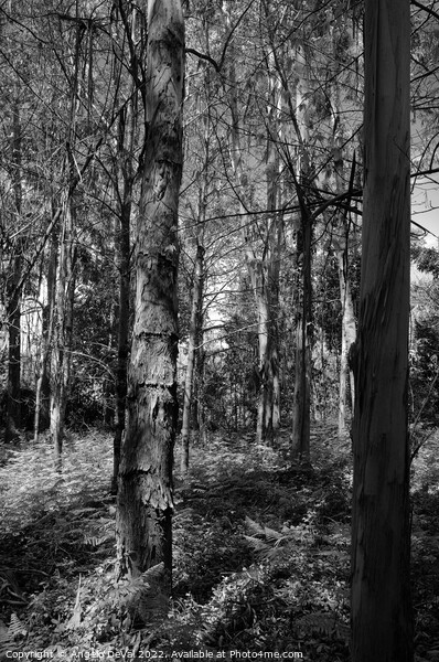 Eucalyptus Forest in Lousa - Monochrome Picture Board by Angelo DeVal
