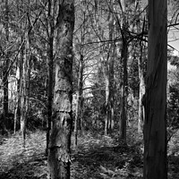 Buy canvas prints of Eucalyptus Forest in Lousa - Monochrome by Angelo DeVal