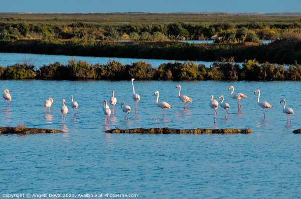Flamingos of Ria Formosa - Faro Picture Board by Angelo DeVal