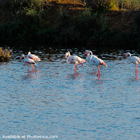 Buy canvas prints of Flamingos Chilling in Ria Formosa - Faro by Angelo DeVal