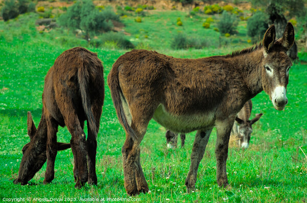 Donkeys on Lush Green Farm Field Picture Board by Angelo DeVal