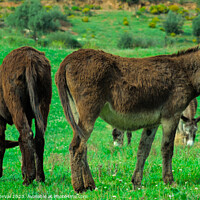 Buy canvas prints of Donkeys on Lush Green Farm Field by Angelo DeVal