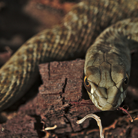 Buy canvas prints of Wild snake Malpolon Monspessulanus in a tree trunk by Angelo DeVal