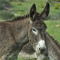 Buy canvas prints of The Photogenic Donkey by Angelo DeVal