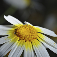 Buy canvas prints of Wild Daisy Flower  by Angelo DeVal