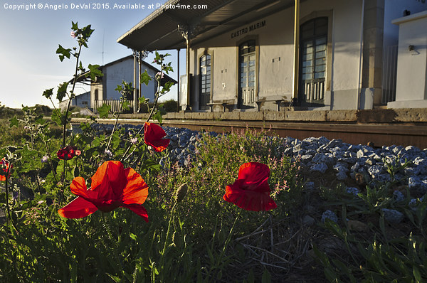 Poppy flowers in front of a train station in Castr Picture Board by Angelo DeVal