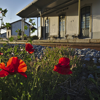 Buy canvas prints of Poppy flowers in front of a train station in Castr by Angelo DeVal
