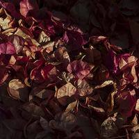Buy canvas prints of Autumns Fading Bougainvillea Mantle by Angelo DeVal