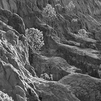 Buy canvas prints of Cliff Pine Trees in Monochrome  by Angelo DeVal