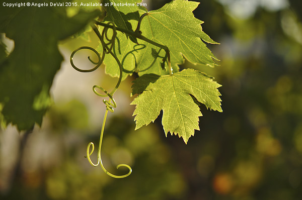 Mediterranean Grape Vine  Picture Board by Angelo DeVal