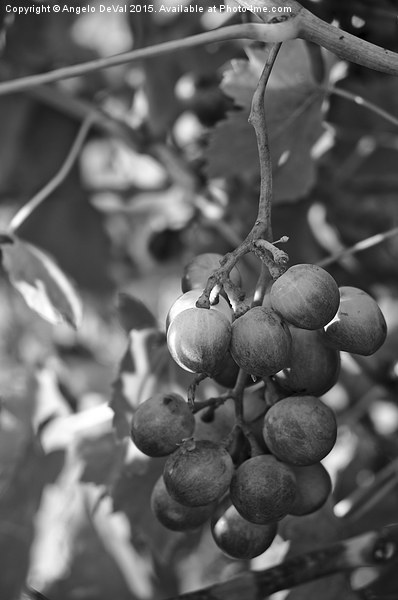 Mediterranean Grapes in Monochrome  Picture Board by Angelo DeVal