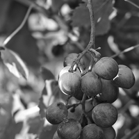 Buy canvas prints of Mediterranean Grapes in Monochrome  by Angelo DeVal