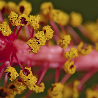 Buy canvas prints of Sweet Pollen. Macro of Hibiscus  by Angelo DeVal