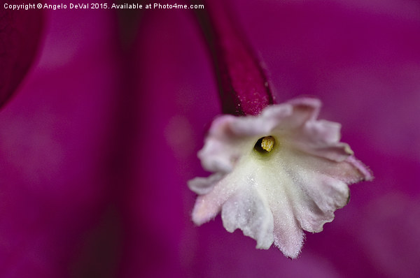Hidden Pollen. Macro of Bougainvillea flower Picture Board by Angelo DeVal