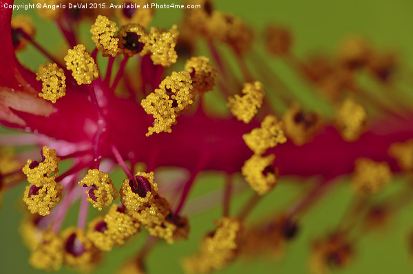 Sweet Pollen. Macro of Hibiscus Picture Board by Angelo DeVal