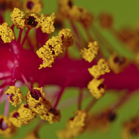 Buy canvas prints of Sweet Pollen. Macro of Hibiscus by Angelo DeVal