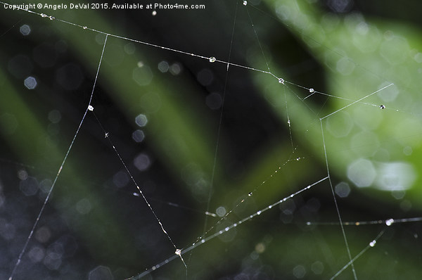 Spider Lines. Macro of Spiderweb Picture Board by Angelo DeVal