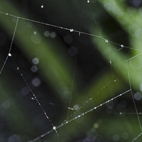 Buy canvas prints of Spider Lines. Macro of Spiderweb by Angelo DeVal