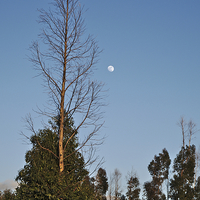 Buy canvas prints of Autumn Tree and Moon  by Angelo DeVal