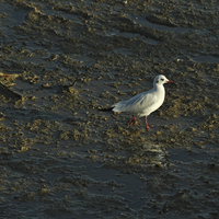 Buy canvas prints of Sunny Seagull Walk  by Angelo DeVal