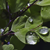 Buy canvas prints of Rain Droplets and Leaves  by Angelo DeVal
