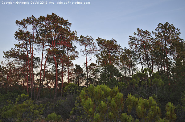 Pine Trees Waiting for Twilight Picture Board by Angelo DeVal