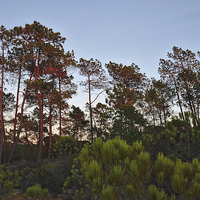 Buy canvas prints of Pine Trees Waiting for Twilight by Angelo DeVal
