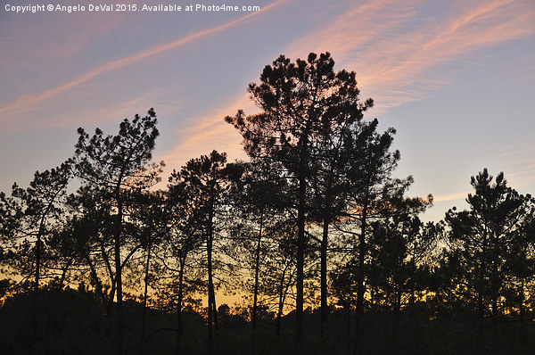 Twilight Tree Silhouettes Picture Board by Angelo DeVal